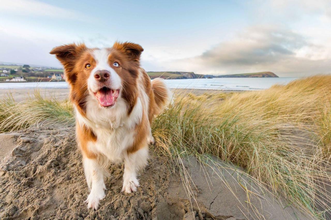 Vila Ty Pren Bach Maenclochog Exteriér fotografie